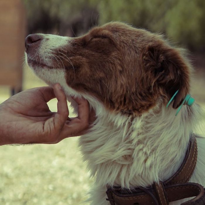 Interventi assistiti con gli animali: tipologie, benefici e come funzionano 